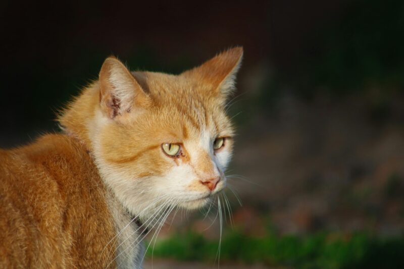 Soins animaliers
