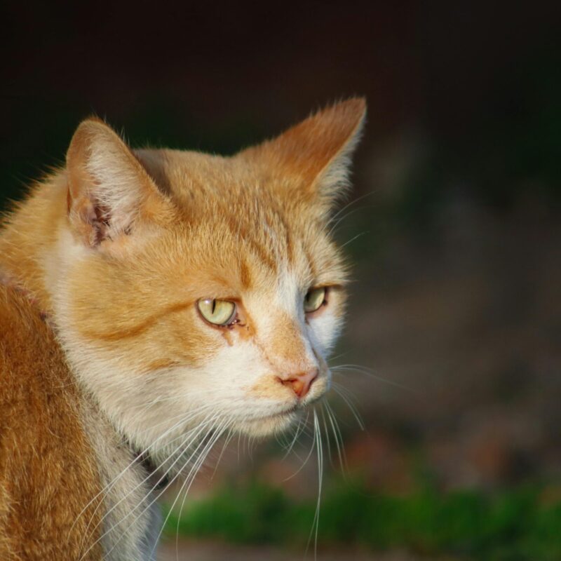 Soins animaliers